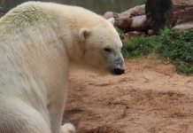 Osos polares “invaden” comunidades en Rusia, declaran emergencia
