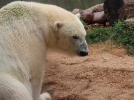 Osos polares “invaden” comunidades en Rusia, declaran emergencia