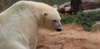 Osos polares “invaden” comunidades en Rusia, declaran emergencia
